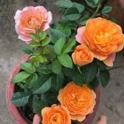 combo 190k./3 bầu  hoa  hồng  đang có  hoa sẵn