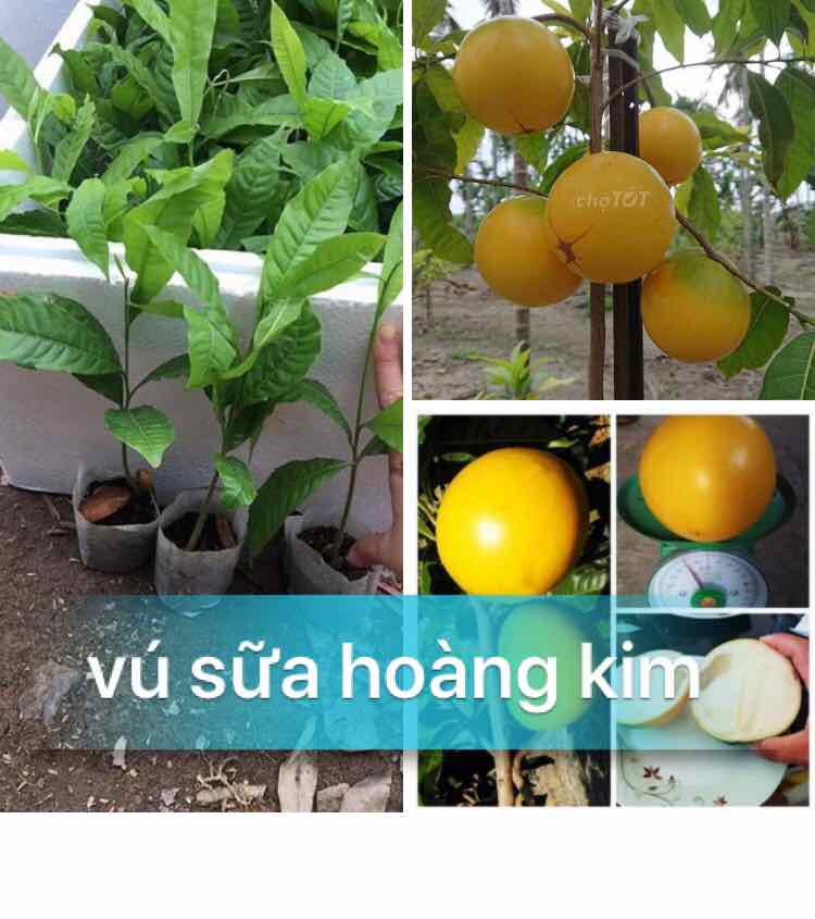 Cây giống vú sữa hoàng kim + Tặng 2 Cây Quế Giống