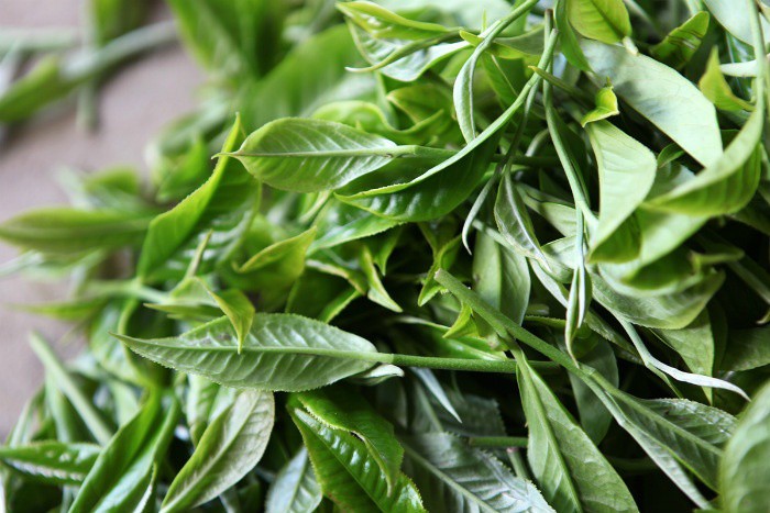 Trà San Tuyết - Trà shan tuyết búp trắng hảo hạng vụ [đông - xuân] loại 500gr