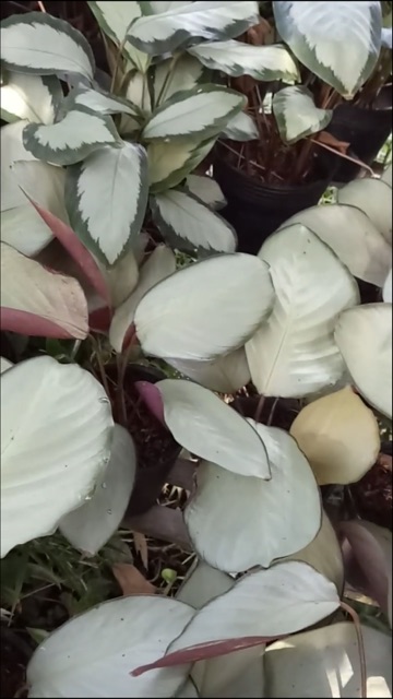 Đuôi công lá bạc