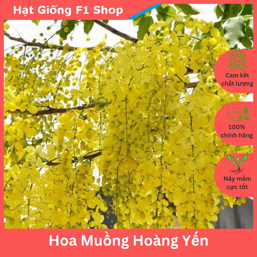 Hạt Giống Hoa Muồng Hoàng Yến (Osaka Vàng) F1 - 40H (124.F1)