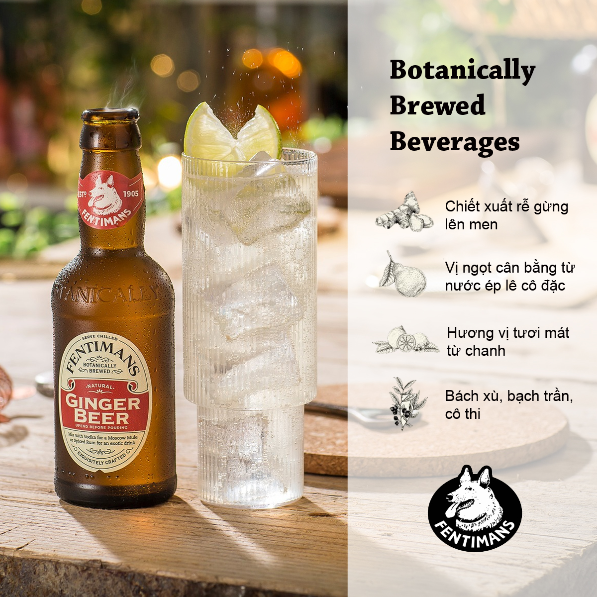 Fentimans Ginger Beer Nước Thảo Mộc Vị Bia Gừng Anh Quốc 275ml ( 12 Chai / Thùng)