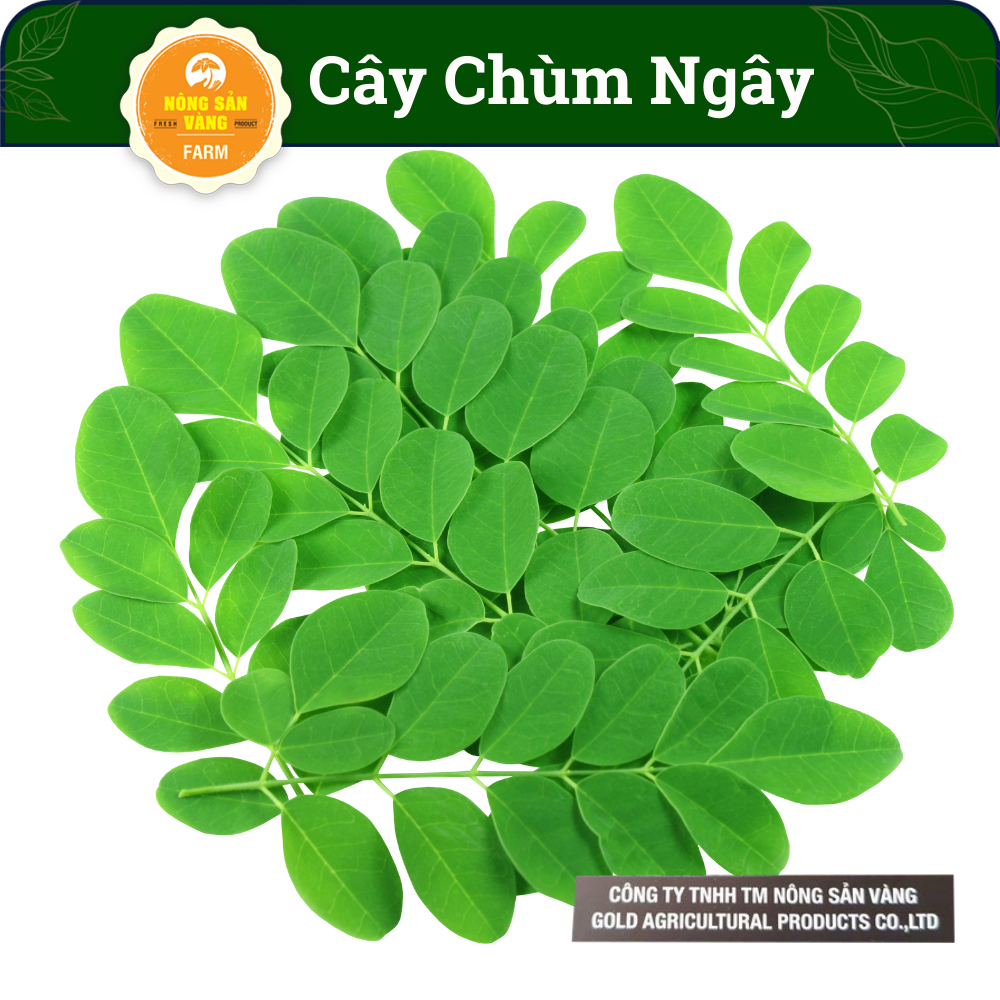 Hạt Giống Chùm Ngây, Thân Cây, Vỏ Cây, Lá, Quả, Hạt Và Rễ Đều Có Công Dụng Rất Tốt Cho Sức Khỏe (Gói 50 Hạt) - Nông Sản Vàng