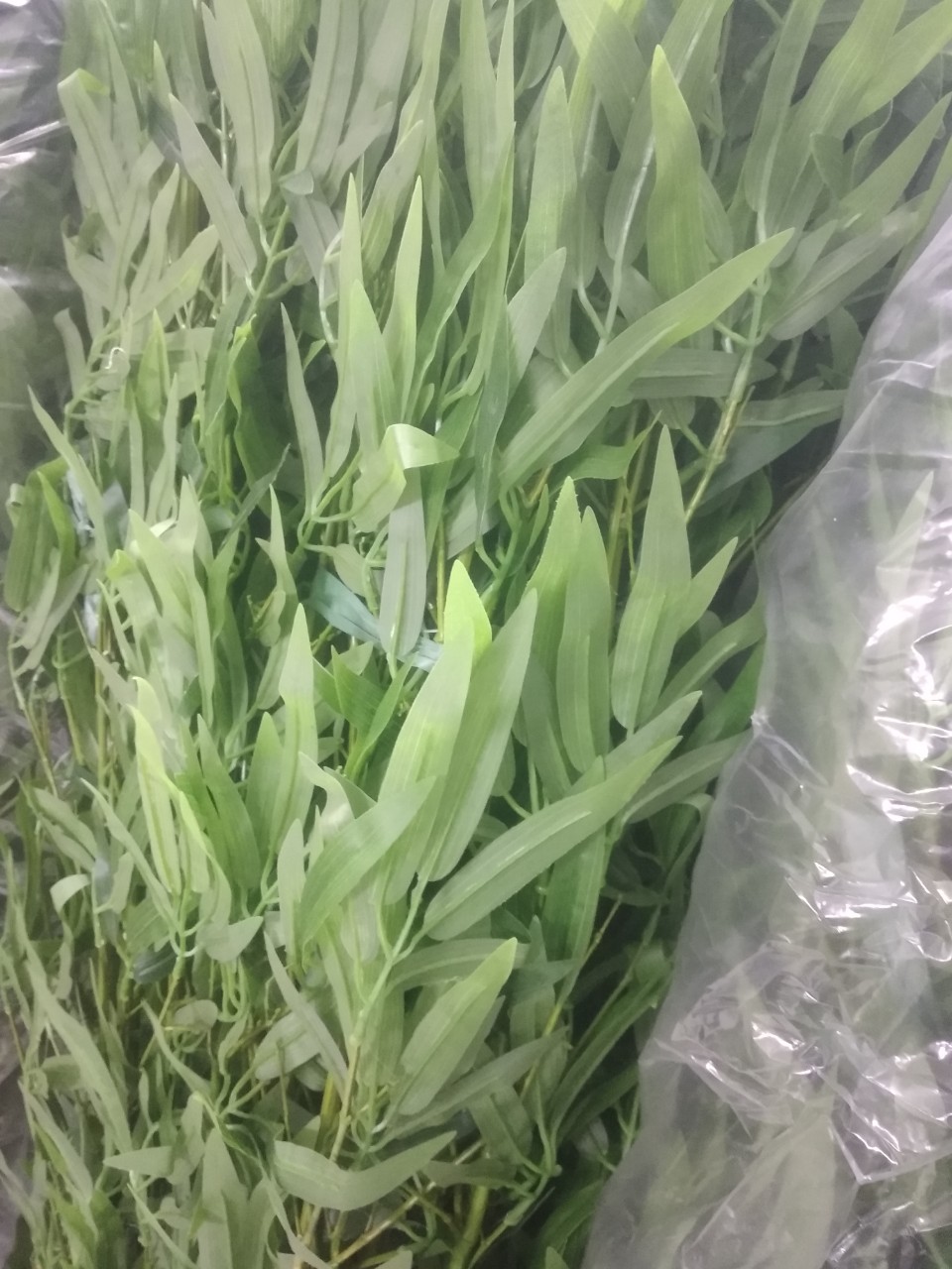 Sét 5 cành Trúc( tre) giả độ cao 1,5m( mẫu mới nhiều lá hàng sịn). Biểu tượng của trường thọ và sức khỏe, mà còn là biểu tượng mạnh mẽ của tài lộc.