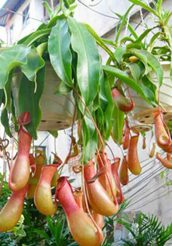 Cây Nắp Ấm đã có ấm bắt ruồi muỗi côn trùng gây hại cây-- cây cao tầm 20-25cm trở lại