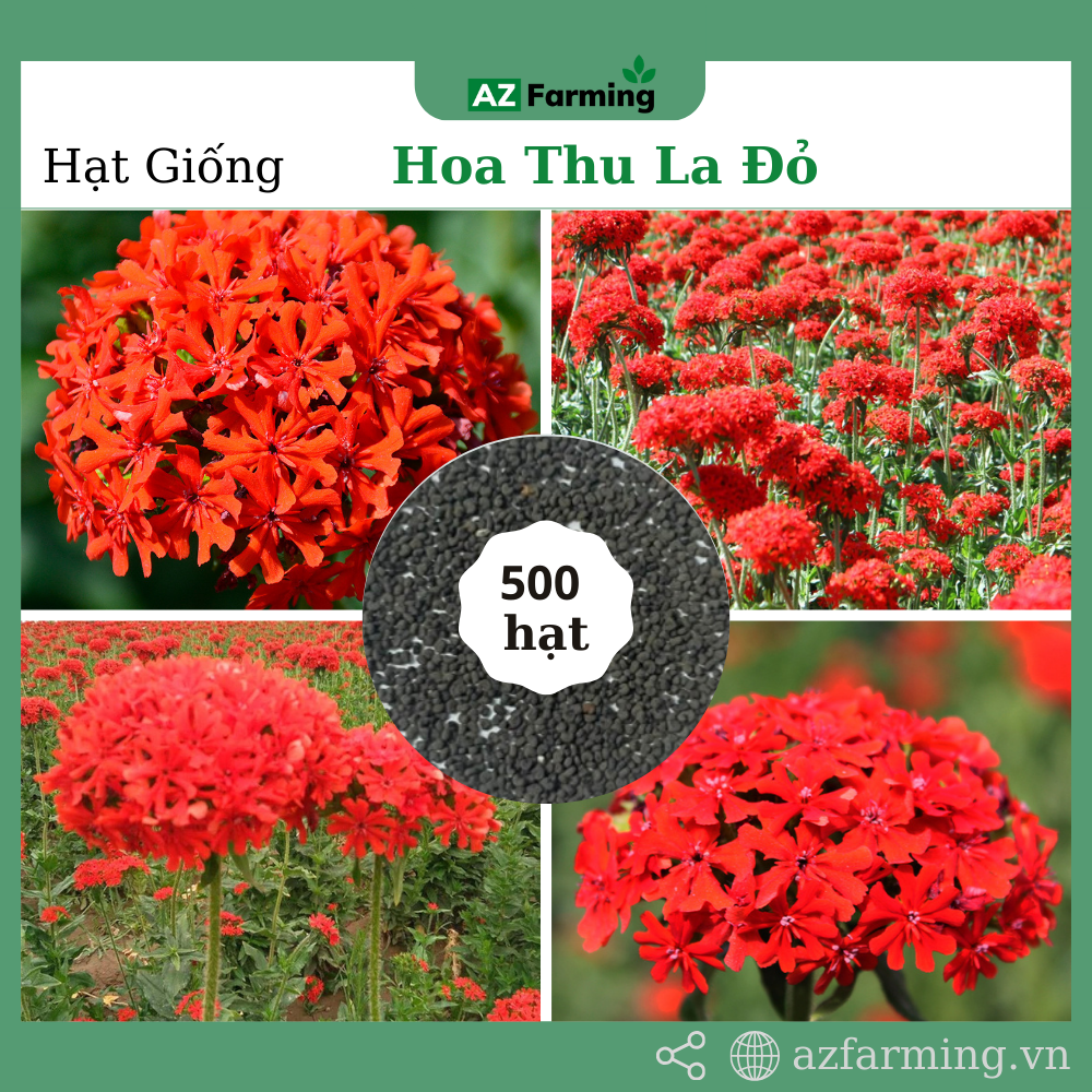 Hạt giống hoa thu la đỏ - gói 500 hạt - az farming