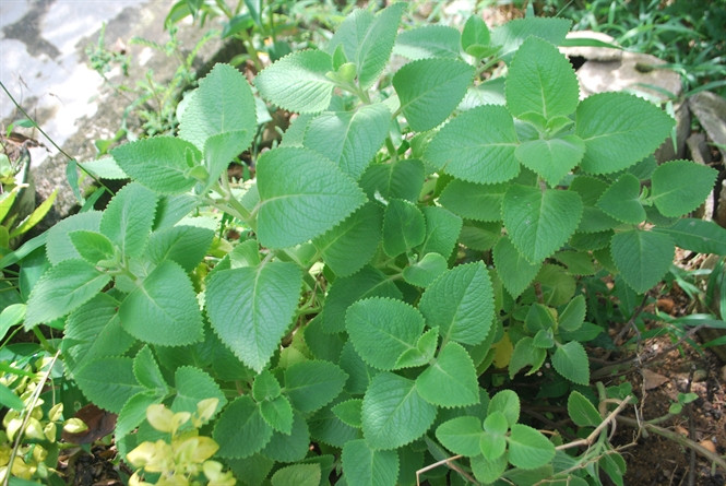 5 cây giống húng chanh