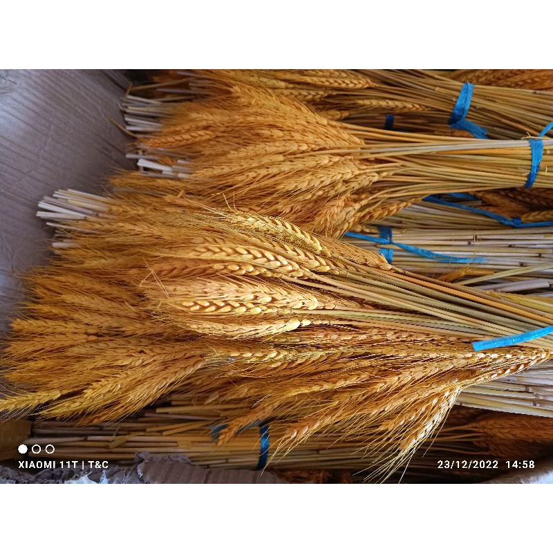 Bông lúa mạch nhuộm vàng