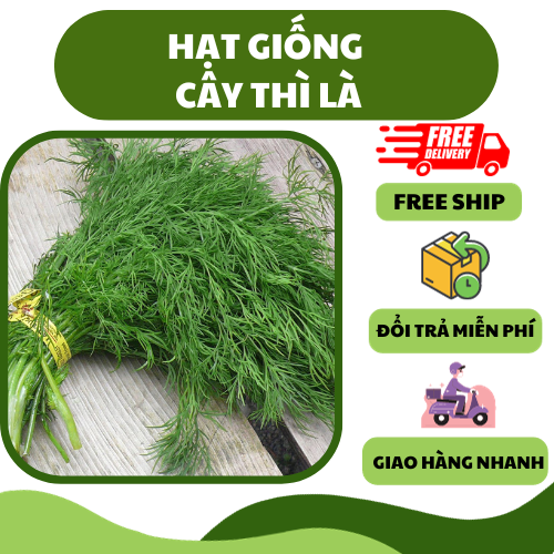 Hạt giống rau thì là chịu nhiệt - thơm ngon, dễ trồng