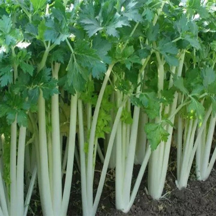 hạt giống rau cần tây trắng gói 5gr mua từ 50k tặng 2 sản phẩm