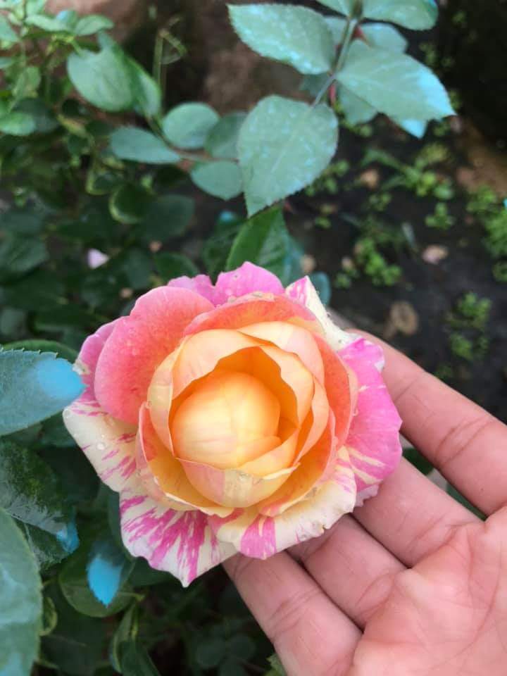 10 cây giống hoa hồng ngoại