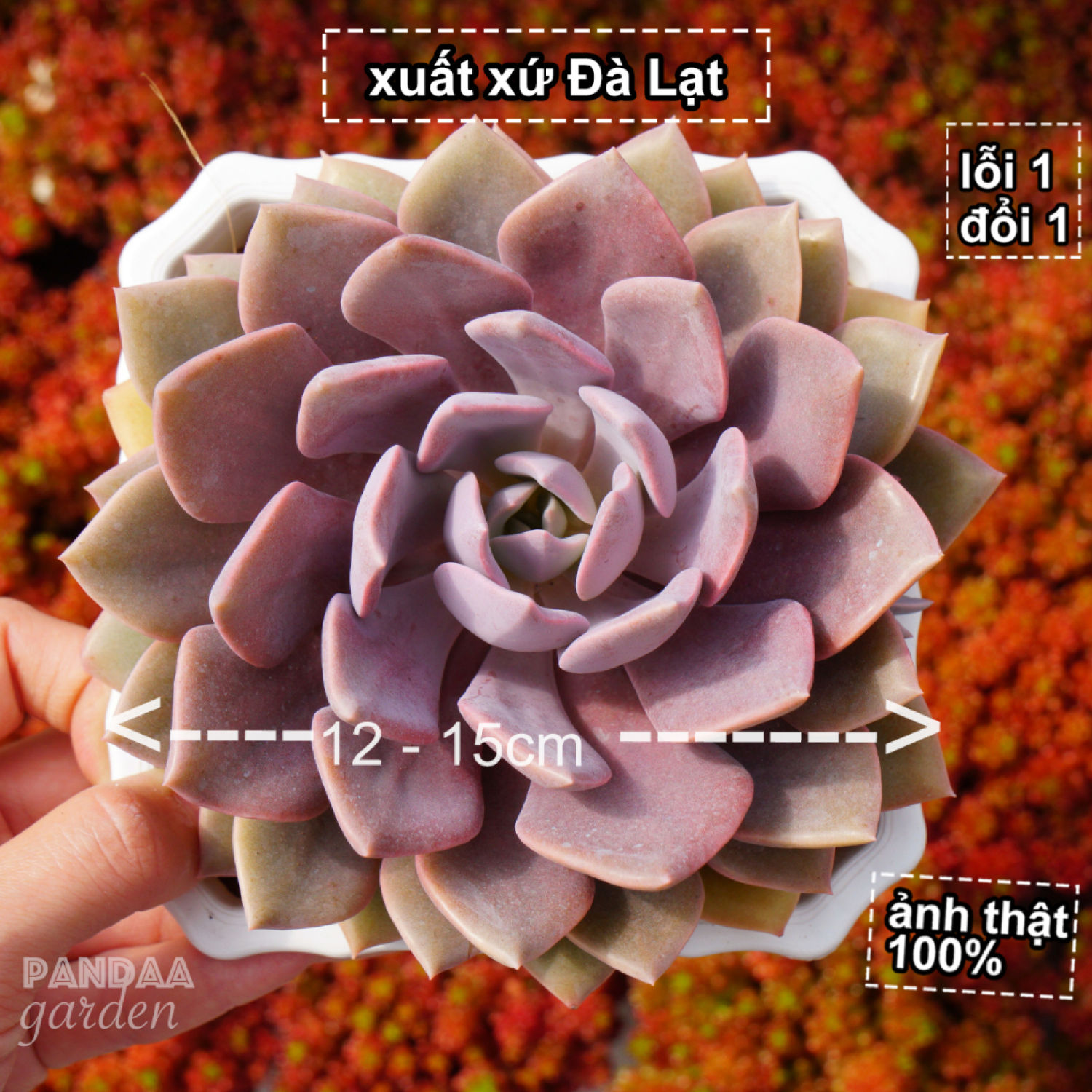 Sen đá hồng hoa mập size đại 12 - 15cm kèm chậu, pandaa garden xứ đà lạt thuần chủng thích nghi mọi khí hậu, lỗi 1 đổi 1