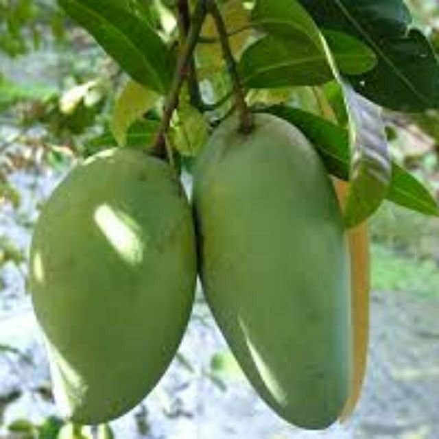 CÂY GIỐNG XOÀI TỨ QUÝ RA QUẢ QUANH NĂM CAO 1M