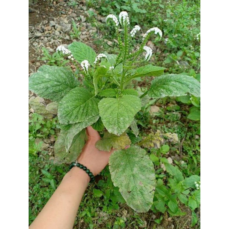 Cây Cỏ Vòi Voi Khô 01KG (Viêm Da Cơ Địa) 366