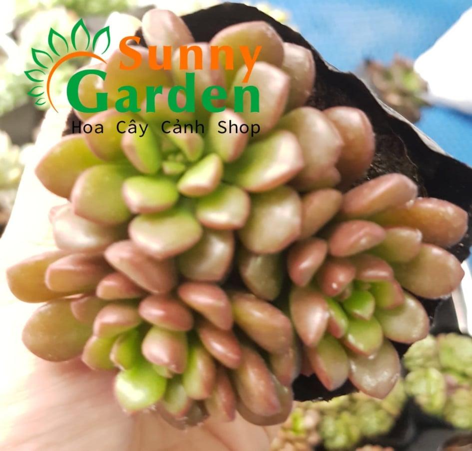 Sen Đá Sedum Kẹo Ngọt
