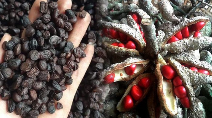 Hạt dổi nếp cổ thụ siêu thơm gói 50g