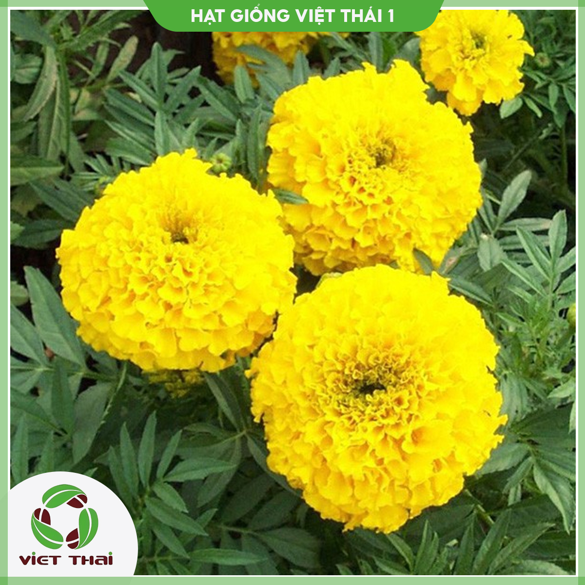 Hạt giống cúc Vạn thọ Thái lùn vàng chanh - vàng cam - HGVT1