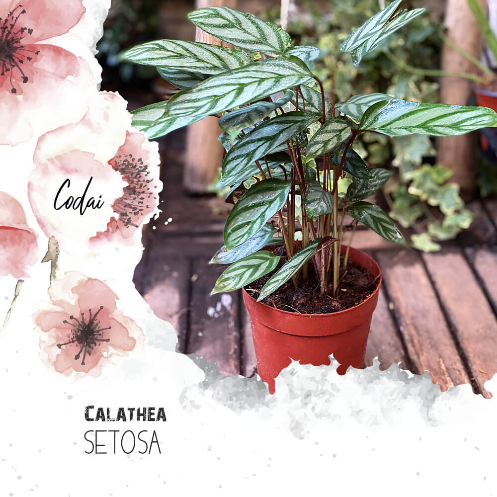 Cây Calathea setosa (Ngân Vũ Trúc Vu, Công Setosa, Đuôi Công Setosa) chậu nhựa