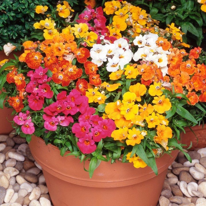Hạt giống hoa nemesia mix 50 hạt