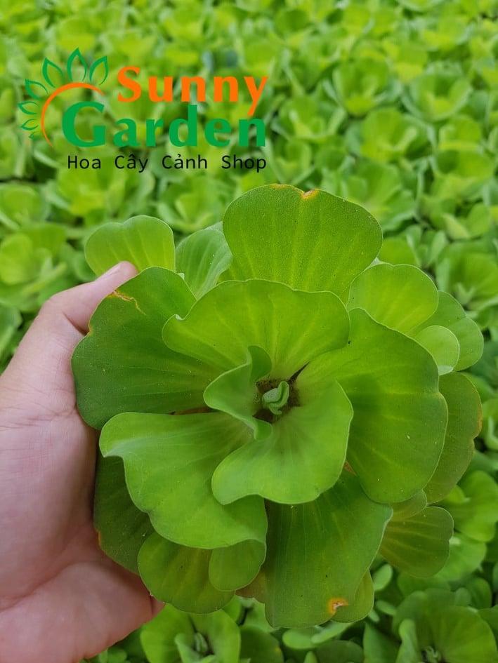 Bèo Tai Tượng 5 Bông Loại Trung - Cây Thủy Sinh