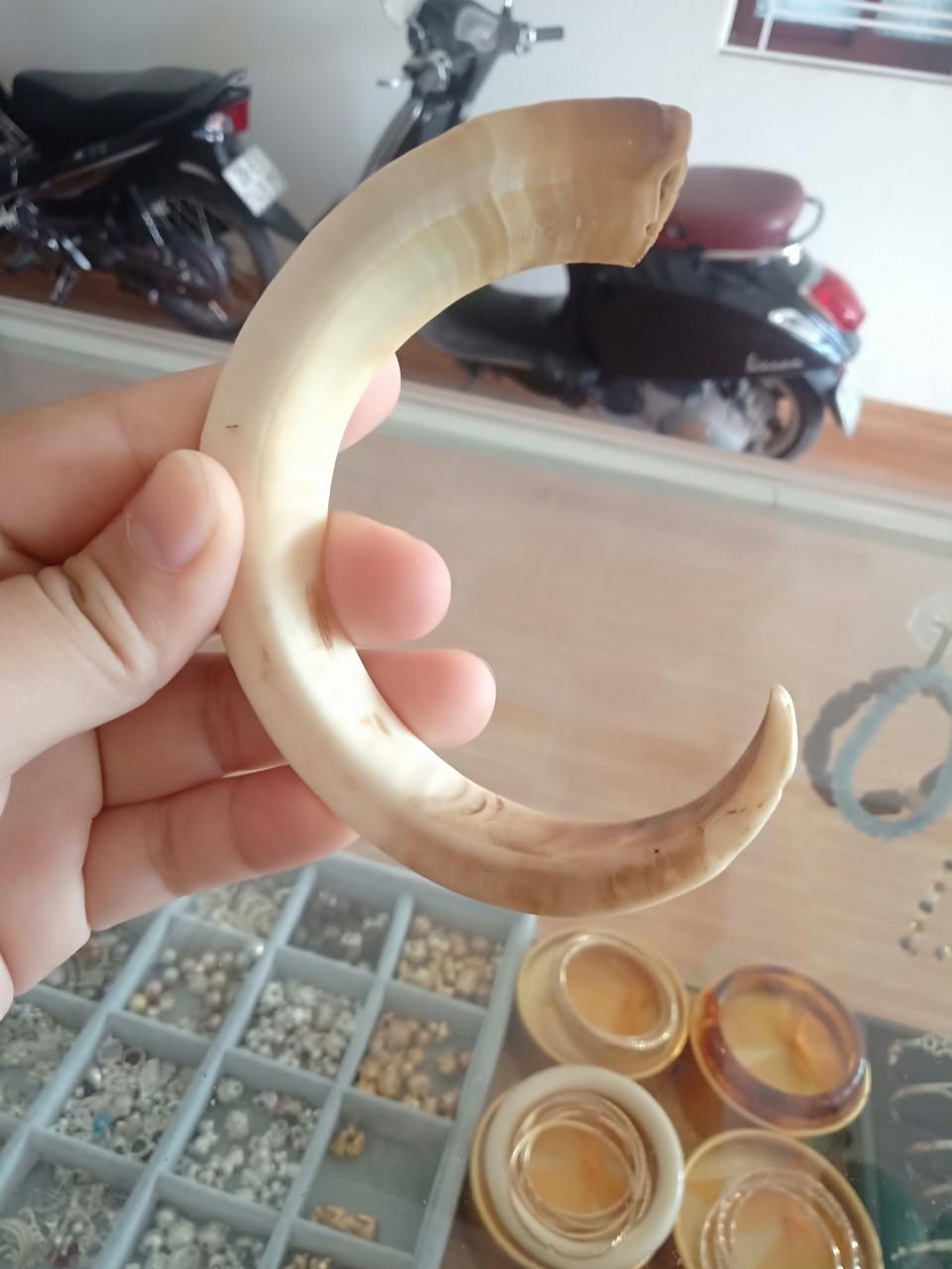 nanh heo rừng cong chữ c