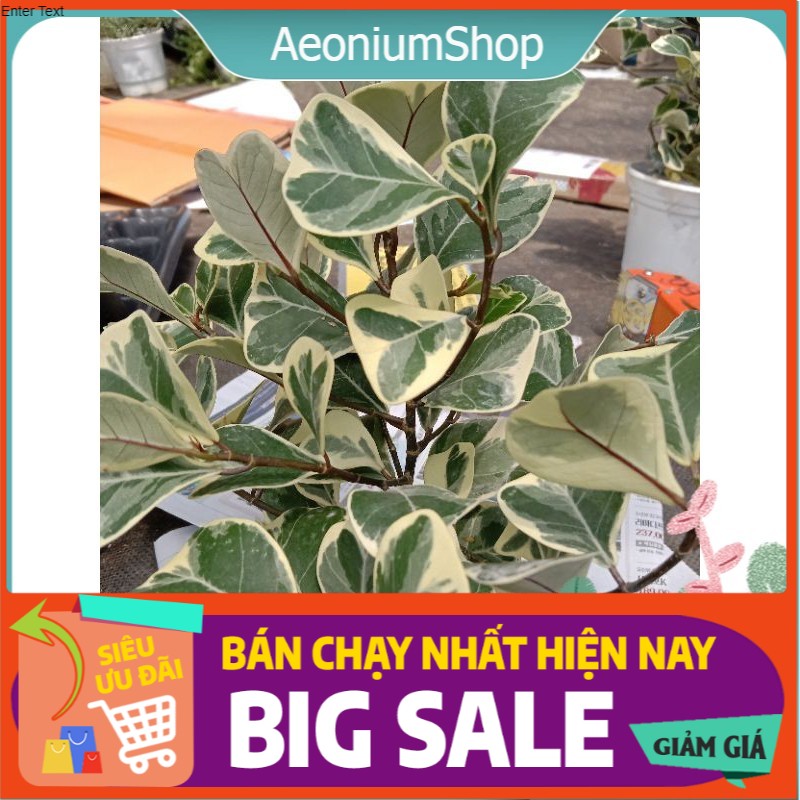 Cây bàng cẩm thạch lá tim - cây đa tam phúc