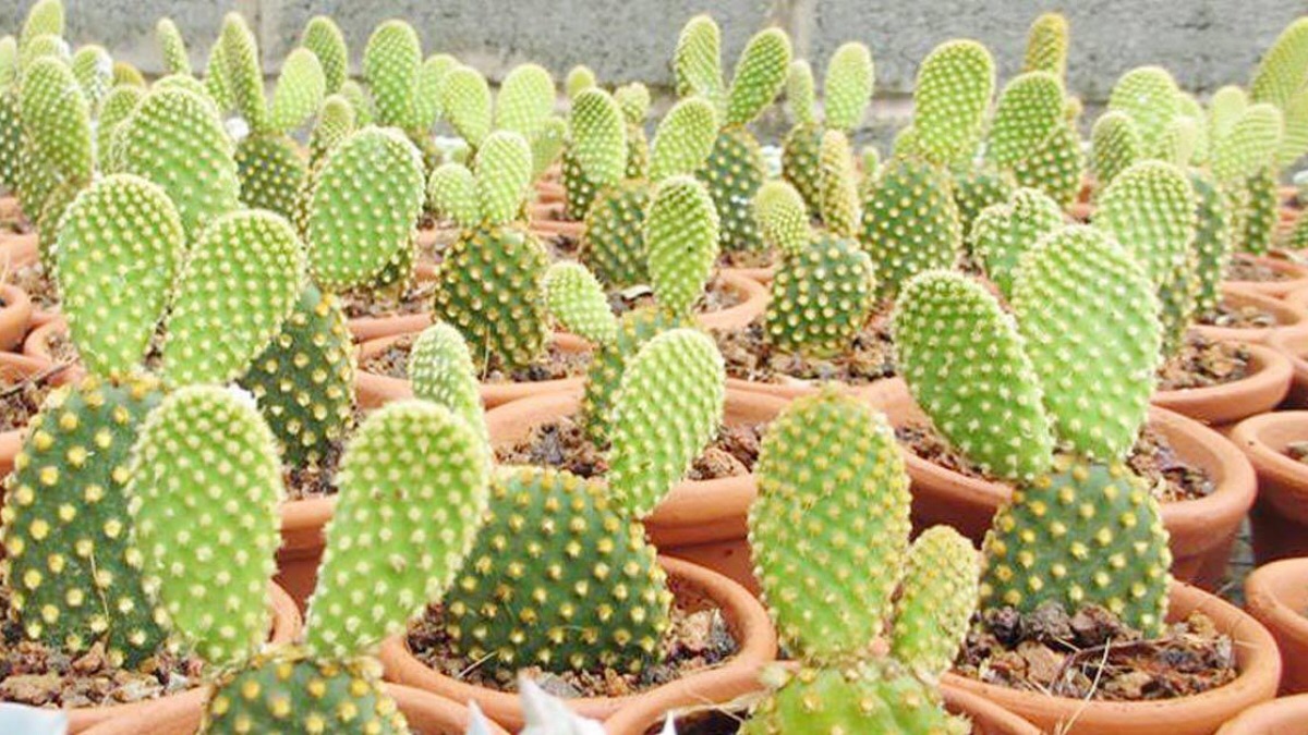 Xương Rồng Tai Thỏ