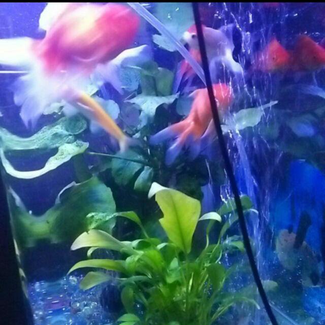 Máy sủi oxy 2 vòi GEX-6000 (full hộp) Máy chạy êm không tiếng ồn lắp bể cá cảnh máy bơm khí hồ cá cảnh, hòn non bộ tại nhà zjnmart