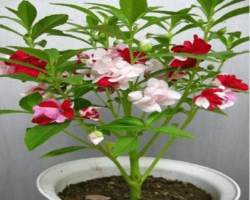 [HCM]Hạt giống hoa móng tay- Tặng hạt giống ngẫu nhiên