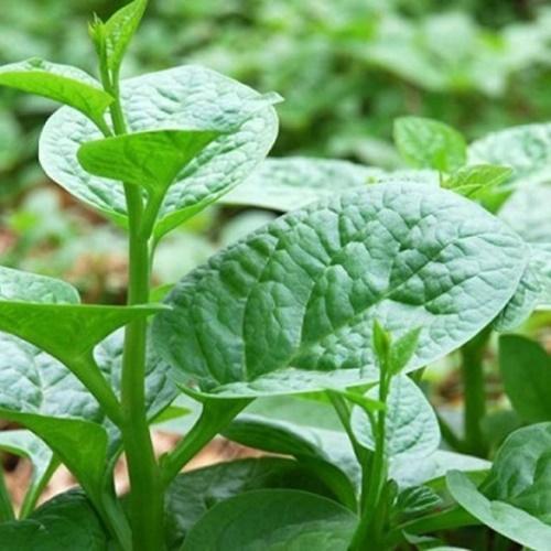 Hạt Giống Rau Mồng Tơi Lá To. Túi 20 Gram. Chất Lượng Cao