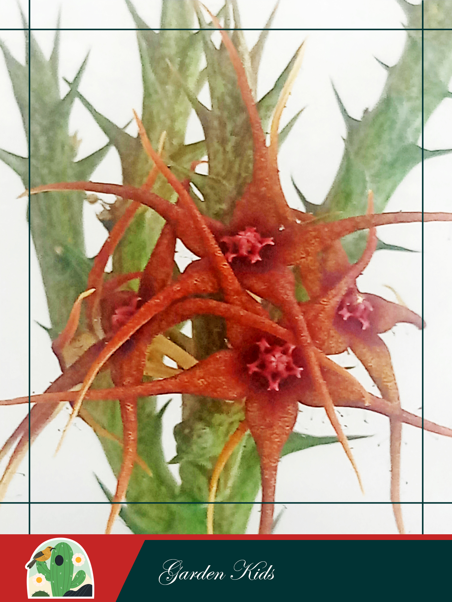 Xương rồng sao biển hoa đỏ (Orbea Caudata Subsp Rhodesia)