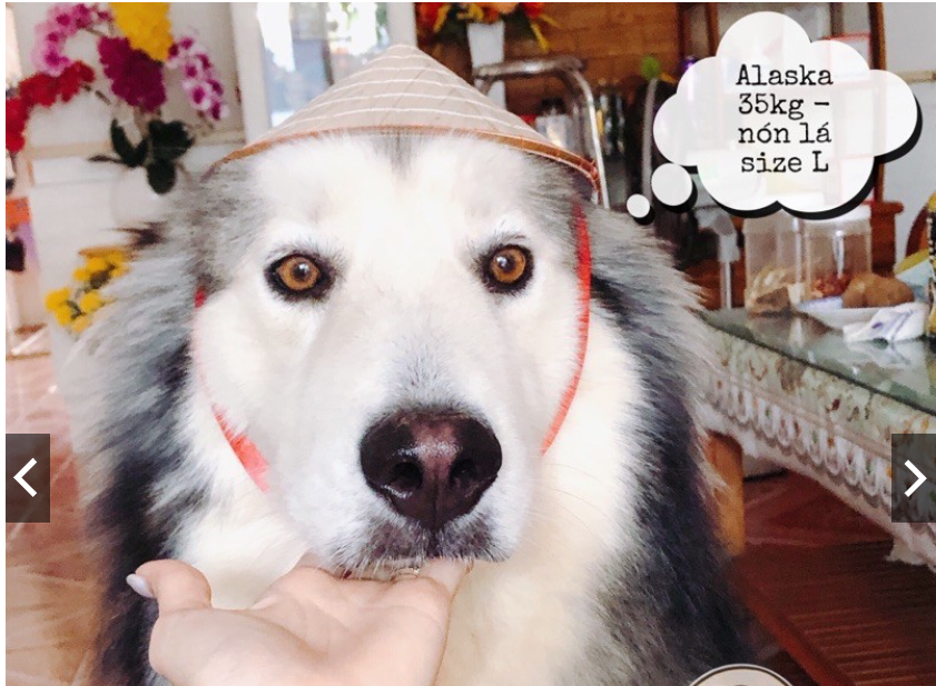 Nón Lá Việt Nam cho thú cưng chó mèo