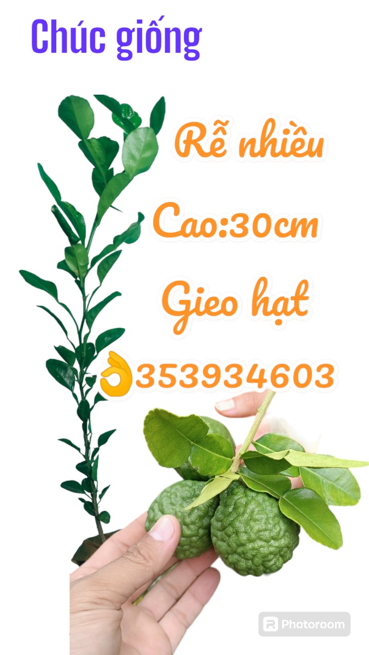 Cây chanh thái. Cây chanh chúc. Cây chúc.15k. Ảnh thật.