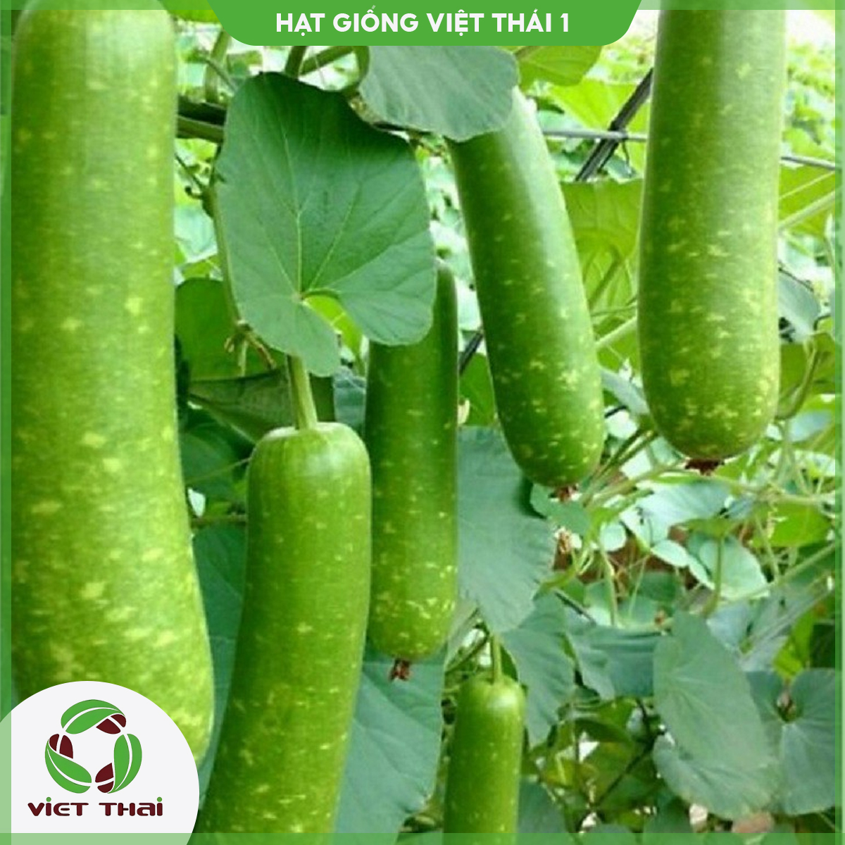 Hạt giống bầu sao trái ngắn f1 - bầu sao trái dài tn - hgvt1