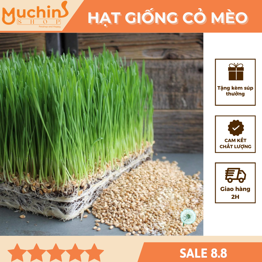 Hạt giống cỏ mèo gói 100g - hạt giống cỏ lúa mạch - cỏ mèo | muchinshop
