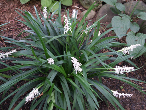 Mạch môn cảnh đẹp ,cây dược liệu