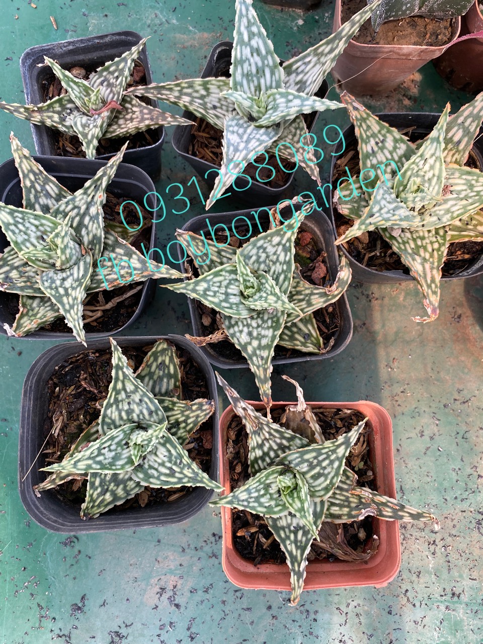 Cây sen đá nha đam aloe trắng