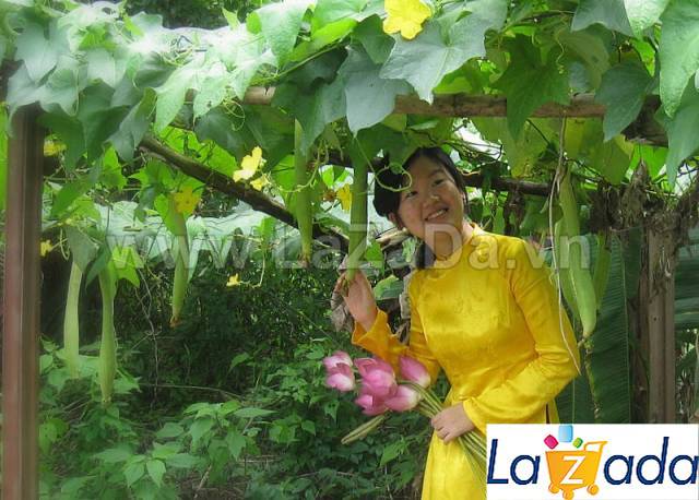 1gr hạt giống mướp hương