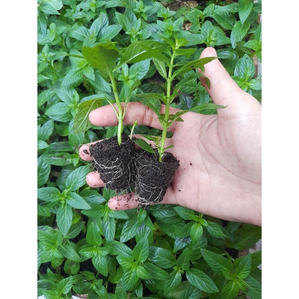 Combo 10 Cây giống húng cây