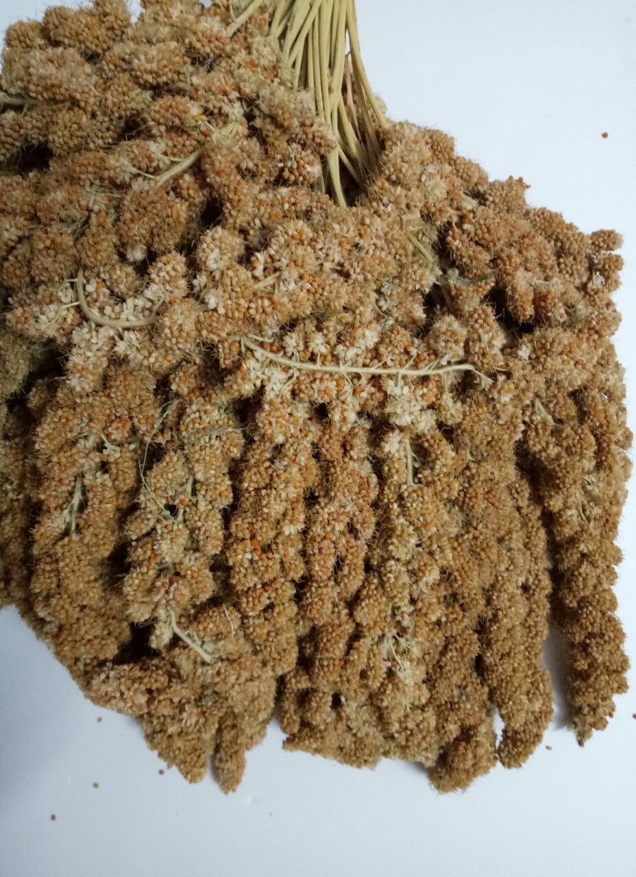 200g kê chùm gò công cho chim, vẹt, yến phụng