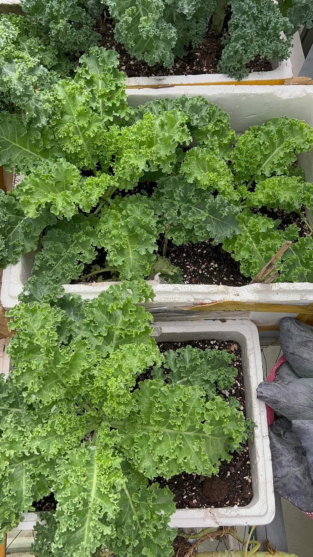 Hạt giống cải xoăn kale hn gói 2gr