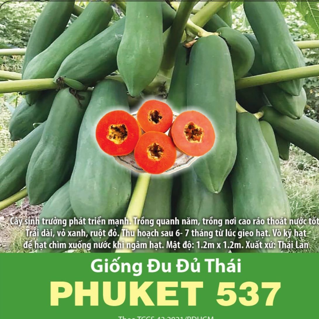 Hạt giống đu đủ thái phuket sai trái