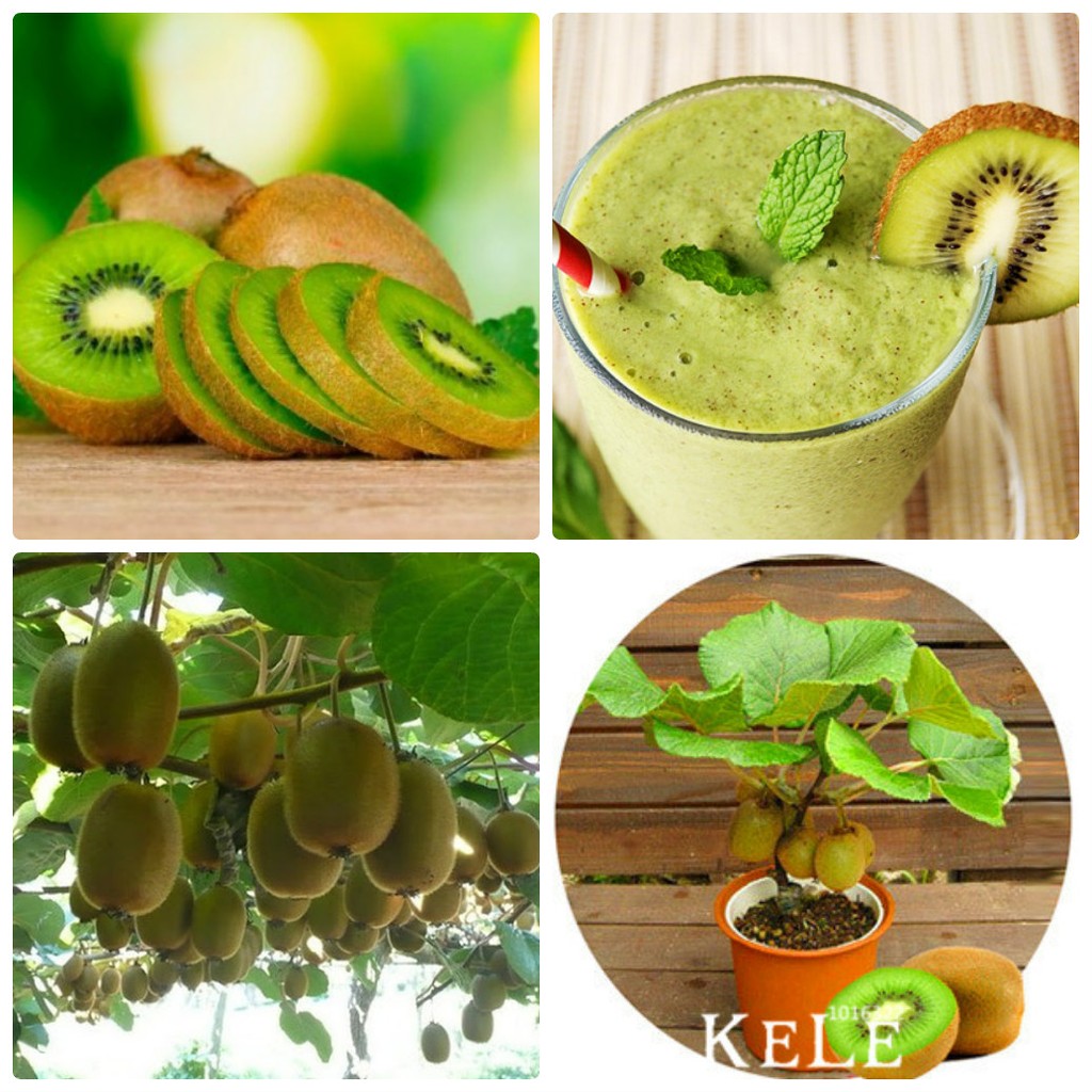 Hạt giống quả kiwi vip