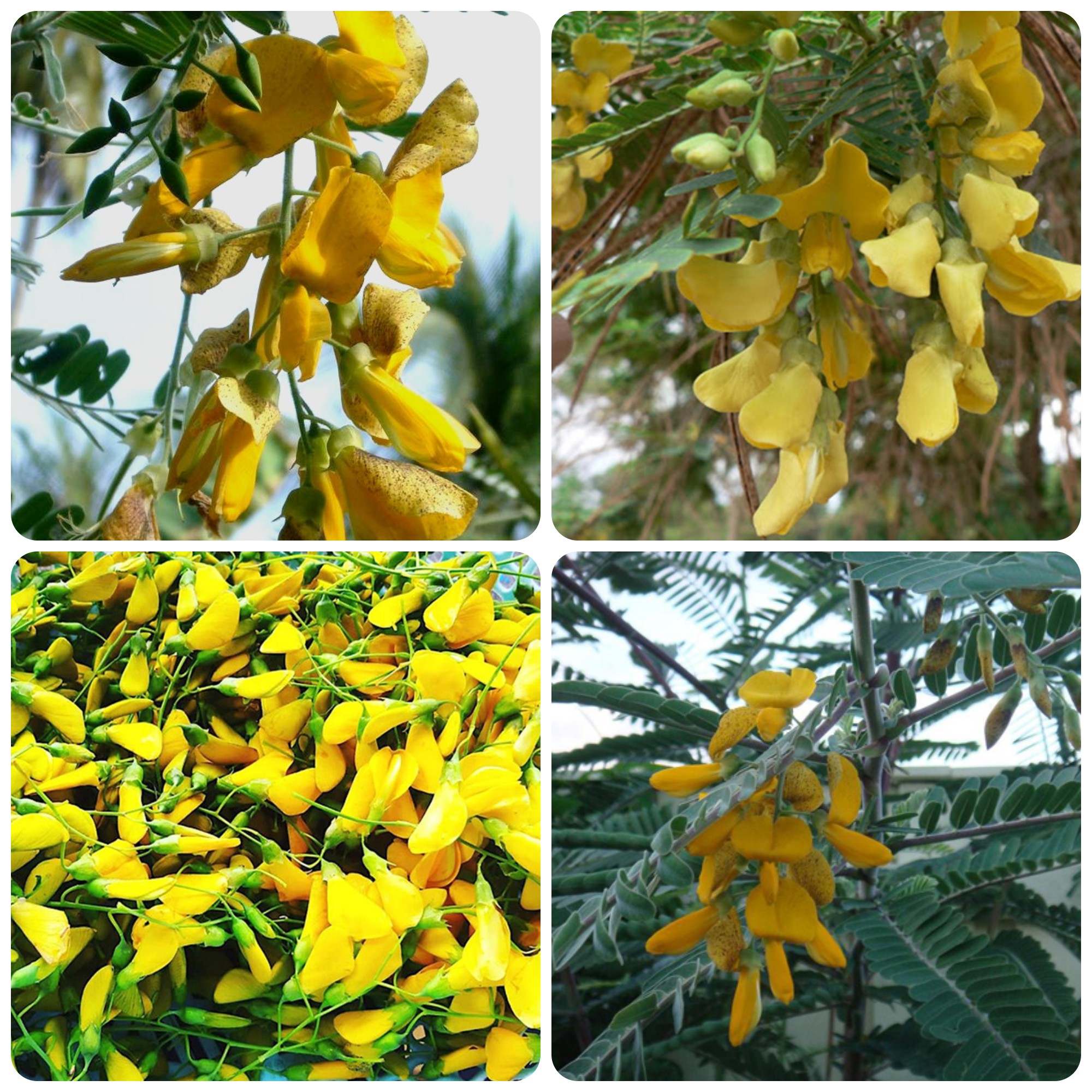 Hạt giống Bông điên điển Tứ quý Thái Lan gói 50 hạt