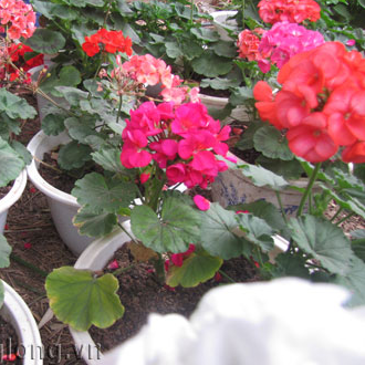 [Cây giống cấy mô] Combo 10 cây giống Hoa Phong Lữ Thảo Rũ màu hồng - hoa thơm quyến rũ và bền hoa tới 2 tuần