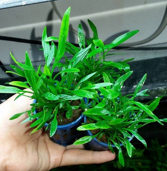 Tiêu thảo parva