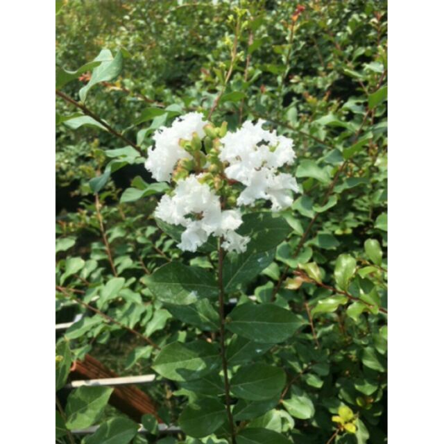 Chậu hoa tường vy trắng