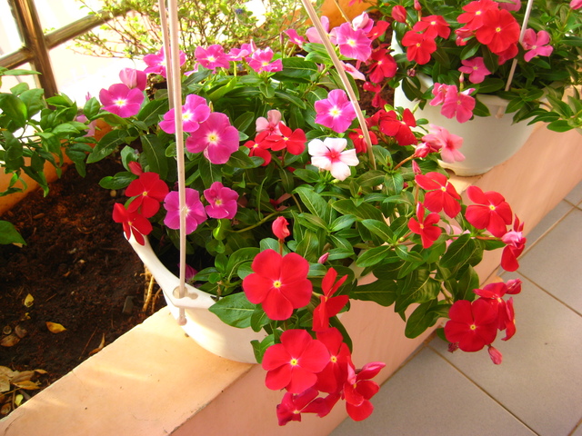 Gói 100 hạt giống hoa dừa cạn rủ nhiều màu sắc