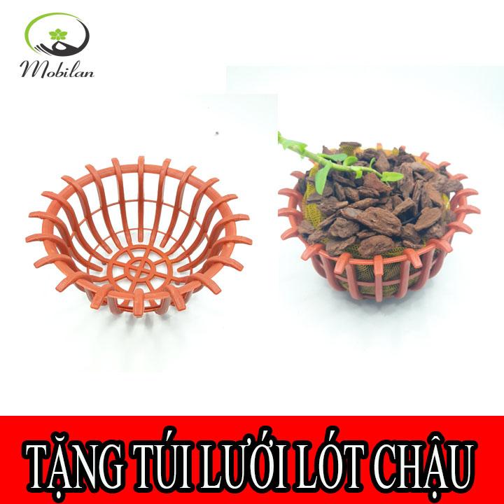 Chậu giả gỗ trồng lan PHI 23 dạng dấu hỏi tặng kèm túi lưới lót chậu