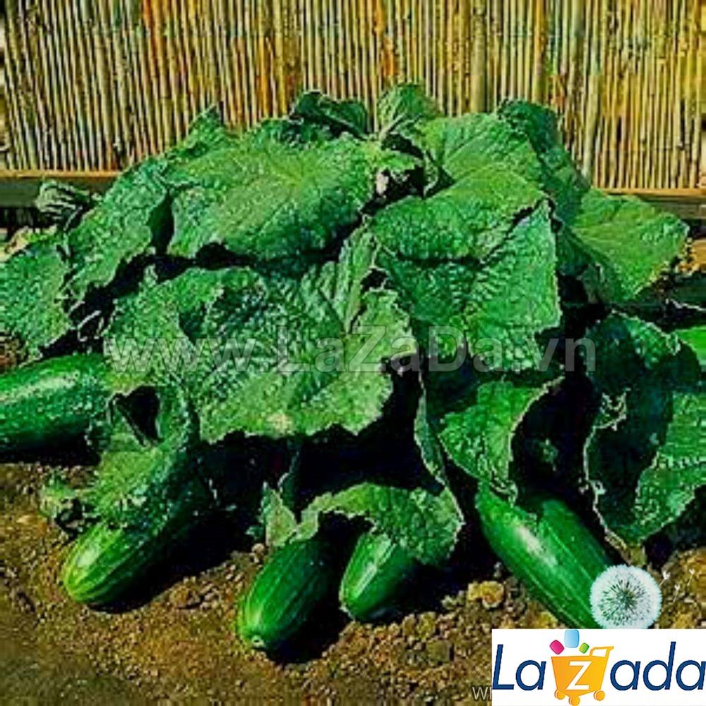 10h Hạt Giống Dưa Chuột Bụi Siêu Nhỏ SpaceMaster (A2.204| B47*X52*M221)